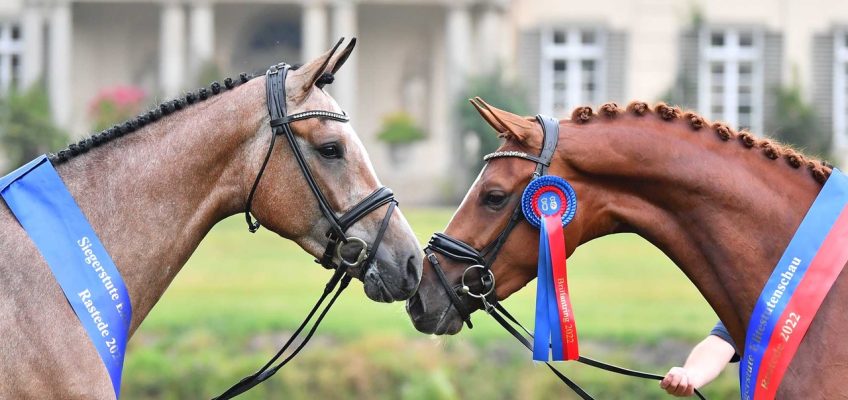 Oldenburger Championessen aus renommierten Familien