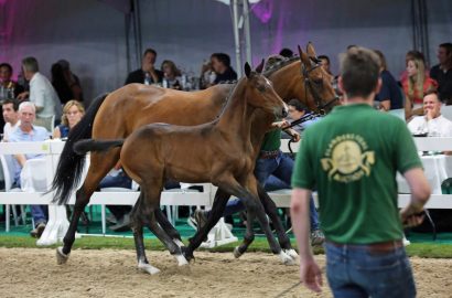Zuschlag für Choco van de Berghoeve Z bei Flanders Foal Auction für 72.000 Euro!