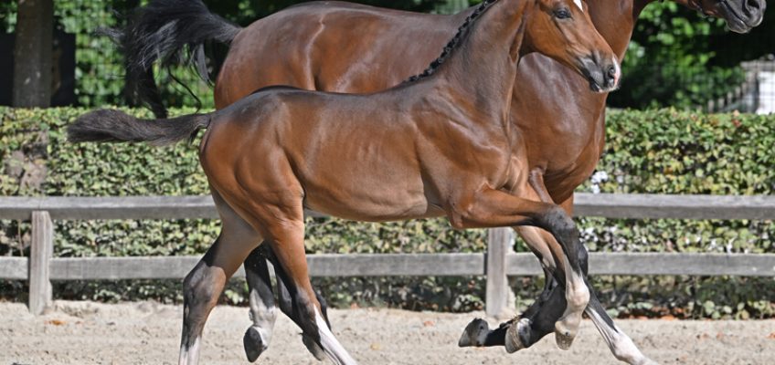 Letzte Flanders Foal Auction: Noch mehr Spitzensport im Stammbaum
