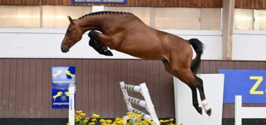 Diamant de Semilly stallion prospect is top seller at Zangersheide Quality Auction for Young Horses