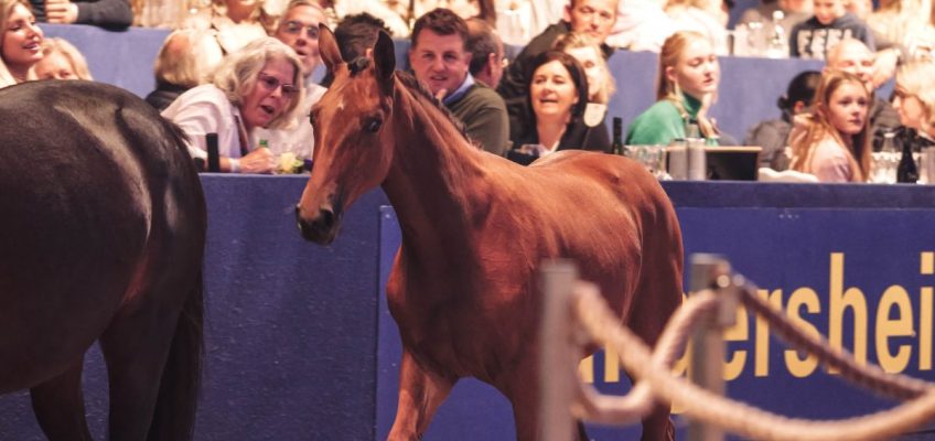 Zangersheide breaks another record with Emerald filly selling for 300.000 at Quality Auction