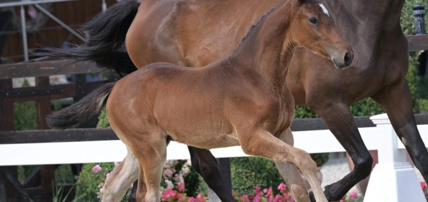 Oldenburger Breeding Sales: Heartbreaker-Sohn ist Preisspitze