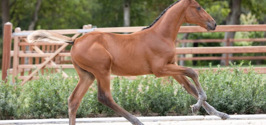 Equbreeding.Auction bricht Rekorde mit 360.000 Euro für Vollbruder zu Emerald!