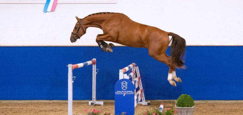 Holsteiner Herbstevent: Hengste und Elite-Reitpferde in den Startlöchern