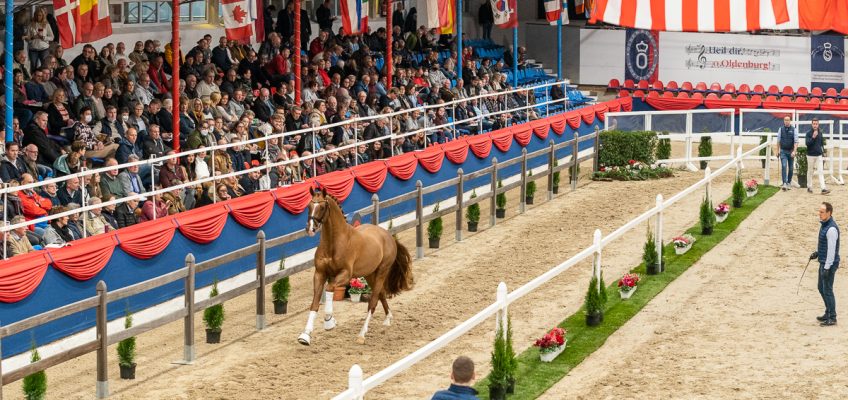 Oldenburger Hengst-Tage: Zeitplan & Livestream