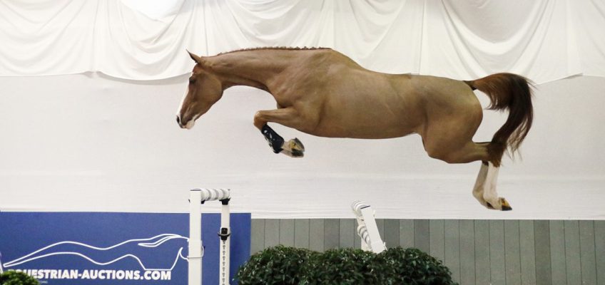 Valentinswoche bei Equestrian-Auctions: Phänomenale Springpferde & außergewöhnliche Embryos!