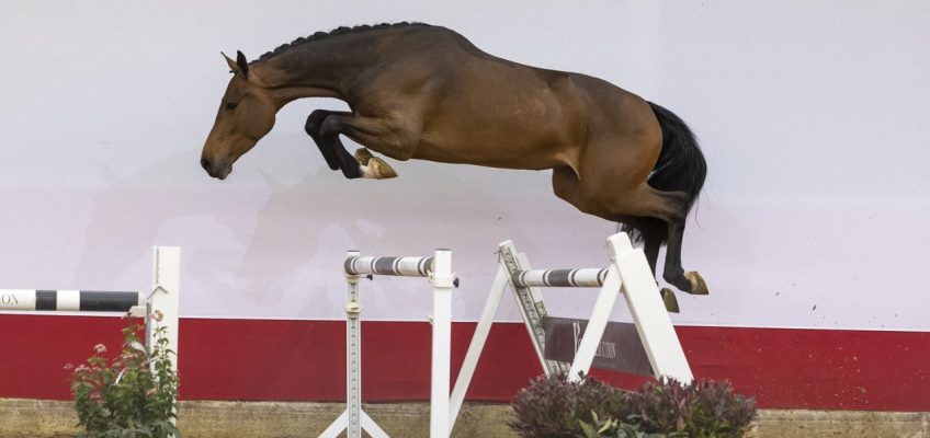 Youhorse.auction knocks down 4-yr-old Lapsana Z for 30,000 euro