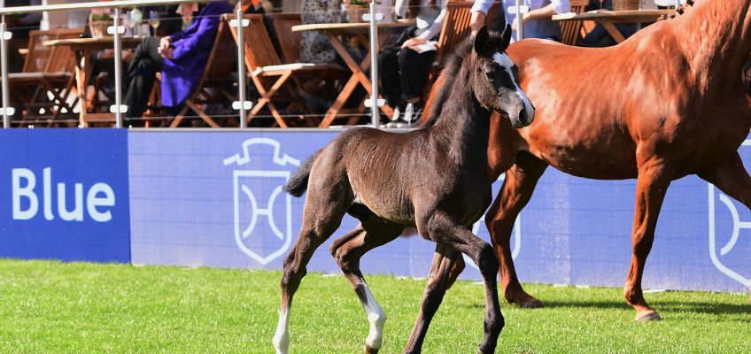 Holsteiner Derby-Fohlenauktion: 48.000 Euro für Cool Million!