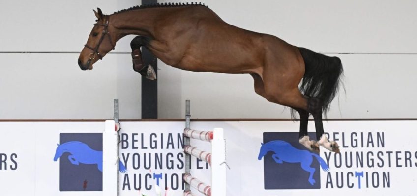 Mexico pinches most expensive one from Belgian Youngsters Auction