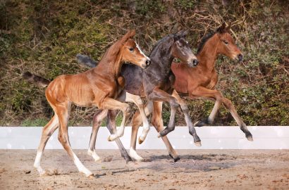 Fohlensommer in Holstein: Stars von Morgen am 10. Juni