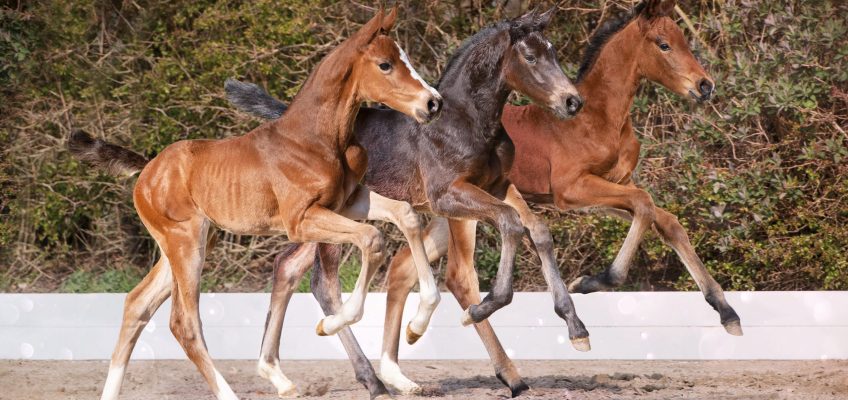 Fohlensommer in Holstein: Stars von Morgen am 10. Juni