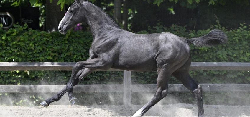 Flanders Foal Auction: „Das Fohlen kommt immer zuerst“