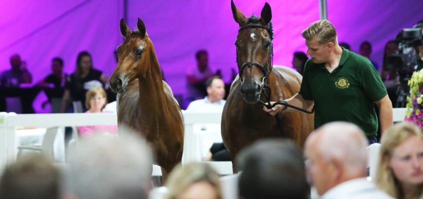 Erste Fohlenauktion des Jahres bei Flanders Foal Auction ausverkauft