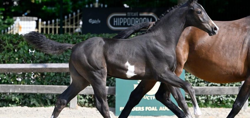 Flanders Foal Auction bereit für Equestrian Cup: ‚Noch stärkere Pedigrees‘