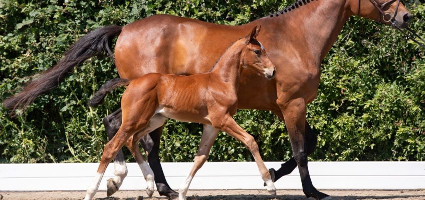 Ein Dutzend Holsteiner Hoffnungen: Fohlen-Auktion bei Falsterbo Horse Show