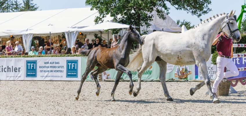 39.500 Euro für Spitzenfohlen bei Holsteiner Highlight Sales