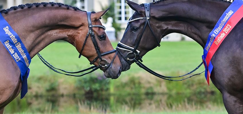 Royal Hope und Colleen werden Oldenburger Siegerstuten