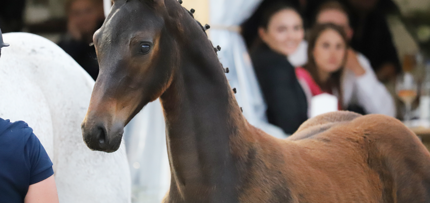 Fohlen-Auktion beim CSI4* Hof Waterkant: 24.600 Euro Durchschnittspreis!