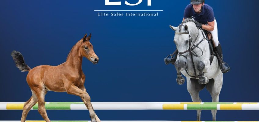 Kollektion der XXIII. ESI Elite-Fohlen und Springpferde Auktion online – Finden Sie Ihr Springnachwuchspferd in Klein Roscharden!