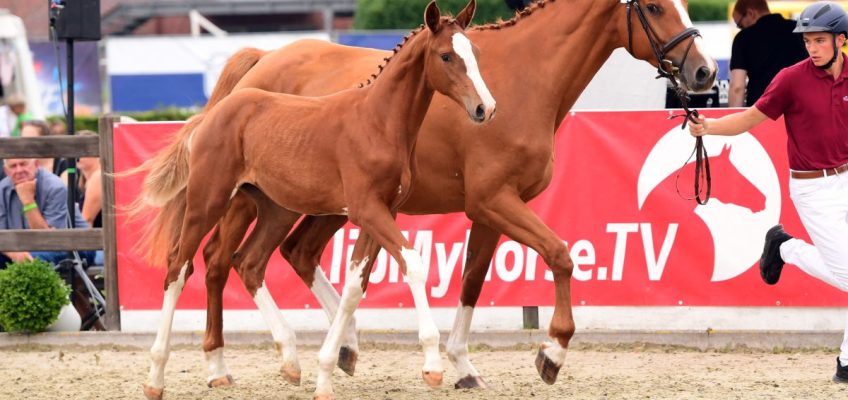 23.000 Euro für Rosanna bei Auction ’n Concert in Elmshorn