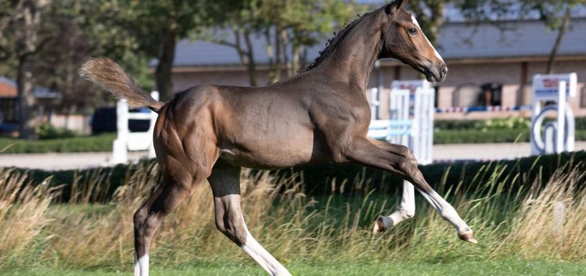 Full brother to Epaillard’s GP-revelation, Dubai du Cedre and 3/4th sister to Emerald … Equbreeding.auction collects best of the best