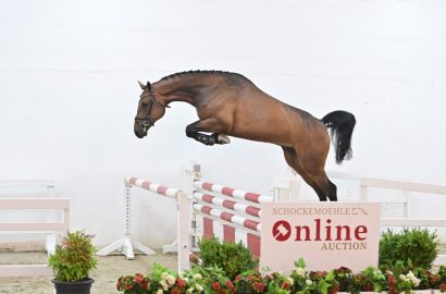 Preisspitze geht bei Schockemöhle Online Auktion für 126.000 € nach Dänemark