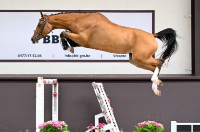 Belgian Youngsters Auction mit Live-Freispringen in der Wallonie