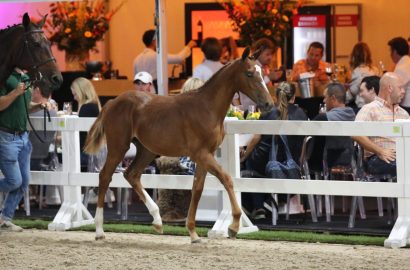 Flanders Foal Auction schließt Fohlensaison mit Durchschnittspreis von 20.070 Euro ab