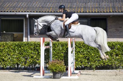 Youhorse.auction: „Hier kann man garantiert seinen Partner finden“