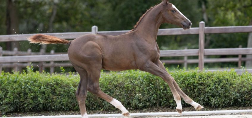 Tochter von Walnut de Muze, dazu Cordula de Laubry und Gin Flip de Muze bei Equbreeding.auction