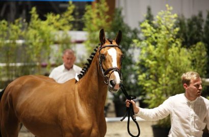 Belgian Youngsters Auction: 54,000 euro for Obamo Sitte