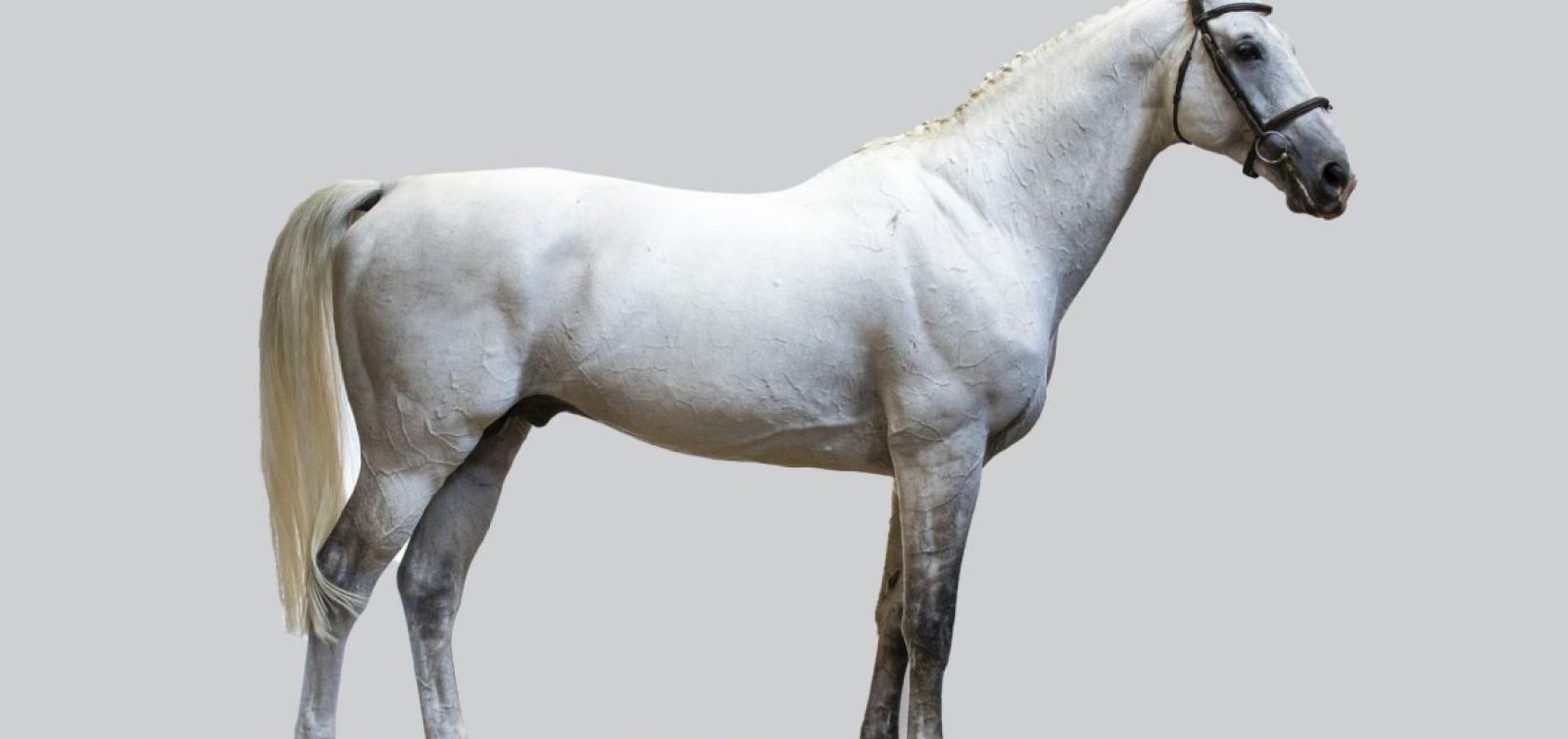 Zweimal 45 000 Euro Bei Der Jubil umsausgabe Der Youhorse auction