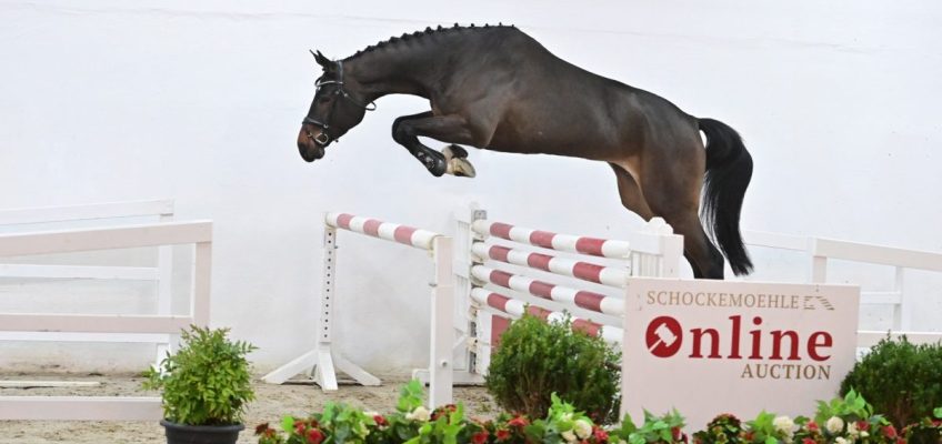 Die beiden teuersten Young Jumpers der Schockemöhle Auktion bleiben in Deutschland