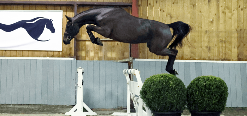 Die Zukunft des Springsports versammelt sich bei Equestrian.auctions