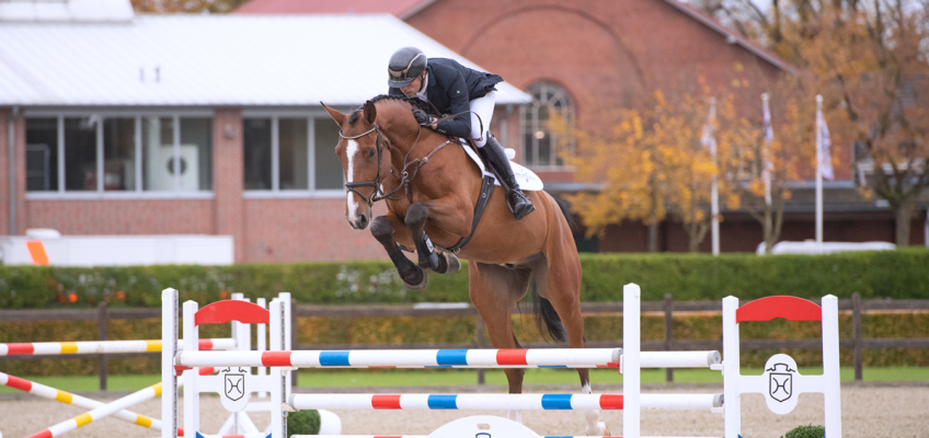 Reitpferde und Hengste – Exzellenz bei der Holsteiner Körung und Auktion