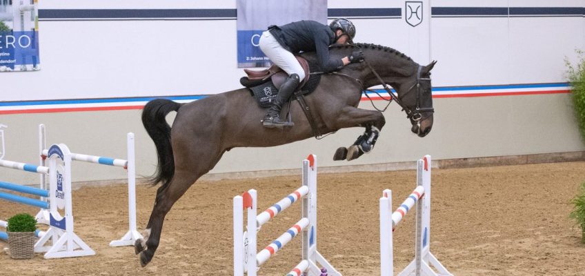 Youngster und Sporterprobte bei Holsteiner Frühjahrsauktion