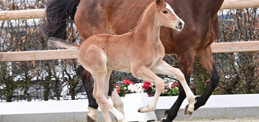 Oldenburger Fohlenauktion bei Horses & Dreams in Hagen a.T.W.