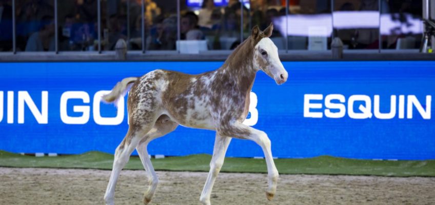 Erfolgreiche Premiere von Oldenburger Elite-Fohlenauktion bei Horses & Dreams