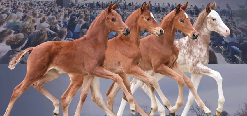 Horses & Dreams: Die Fohlen-Kollektion ist online