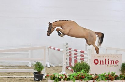 Preisspitze bei Schockemöhle Online Auktion bleibt für 99.000 € in Deutschland