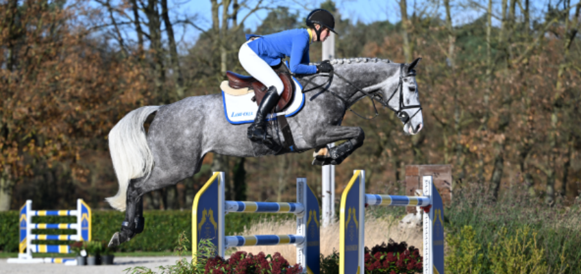 Zangersheide Young Horse & Broodmare Online Auction