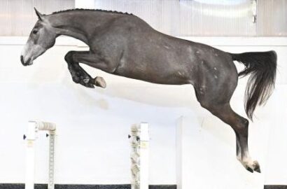 Zangersheide Young Horse & Broodmare Online Auction