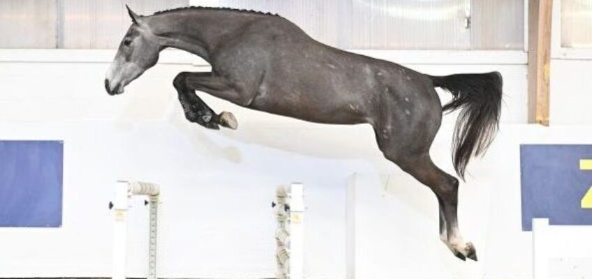 Zangersheide Young Horse & Broodmare Online Auction