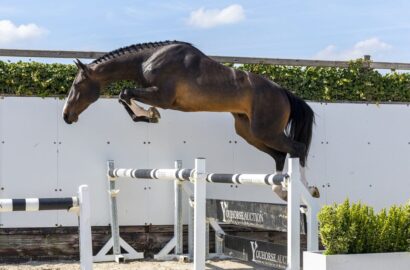 36.000 Euro für den dreijährigen Hengst Santana bei Youhorse.auction