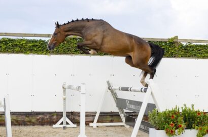 Youhorse.auction startet Mai-Auktion mit Top-Angeboten, zweite Runde heute!