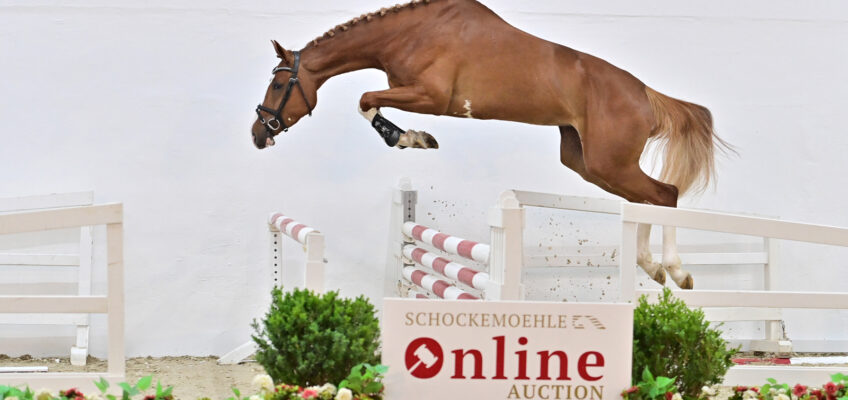 Preisspitze bei Schockemöhle Online Auktion bleibt für 129.000 € in Deutschland