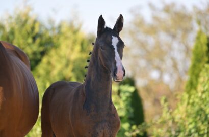 Winterlingen Winners: Durchschnittspreis fünfstellig – Preisspitze von Zirocco Blue