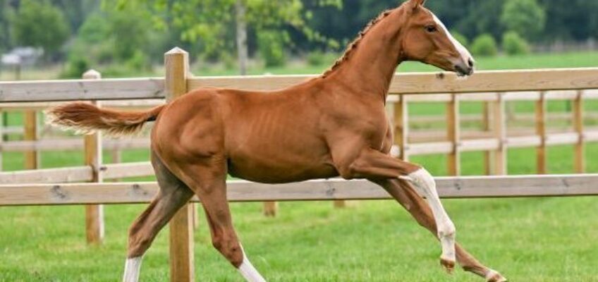 Sommer-Sensation: Die Stars von morgen – entdecken Sie die Kollektion von Equestrian-Auctions