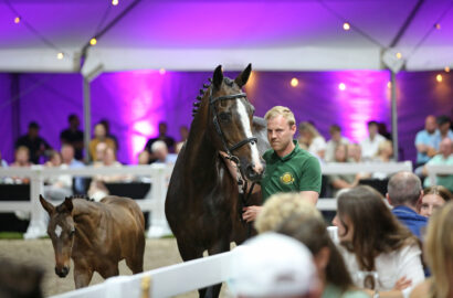 Neue Rekorde bei der Flanders Foal Auction: 136.000 € für Ornellaia