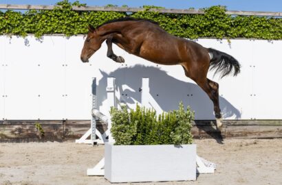 Jährling Chacolino toppt Youhorse.auction mit 34.000 €